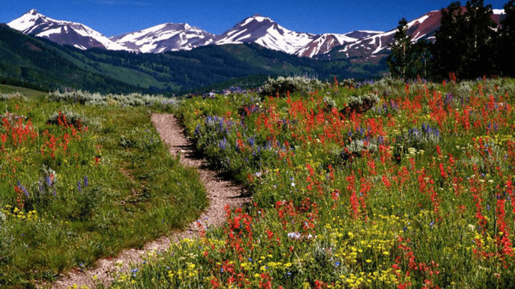 Aspen View