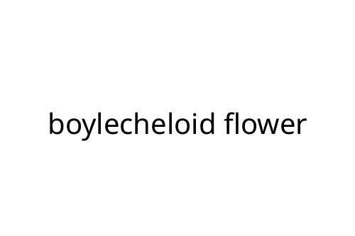boylecheloid flower