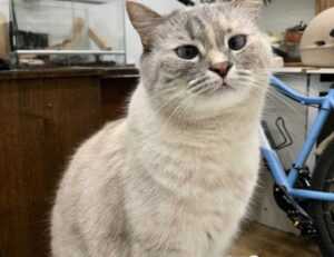 grandiamod1.2 download