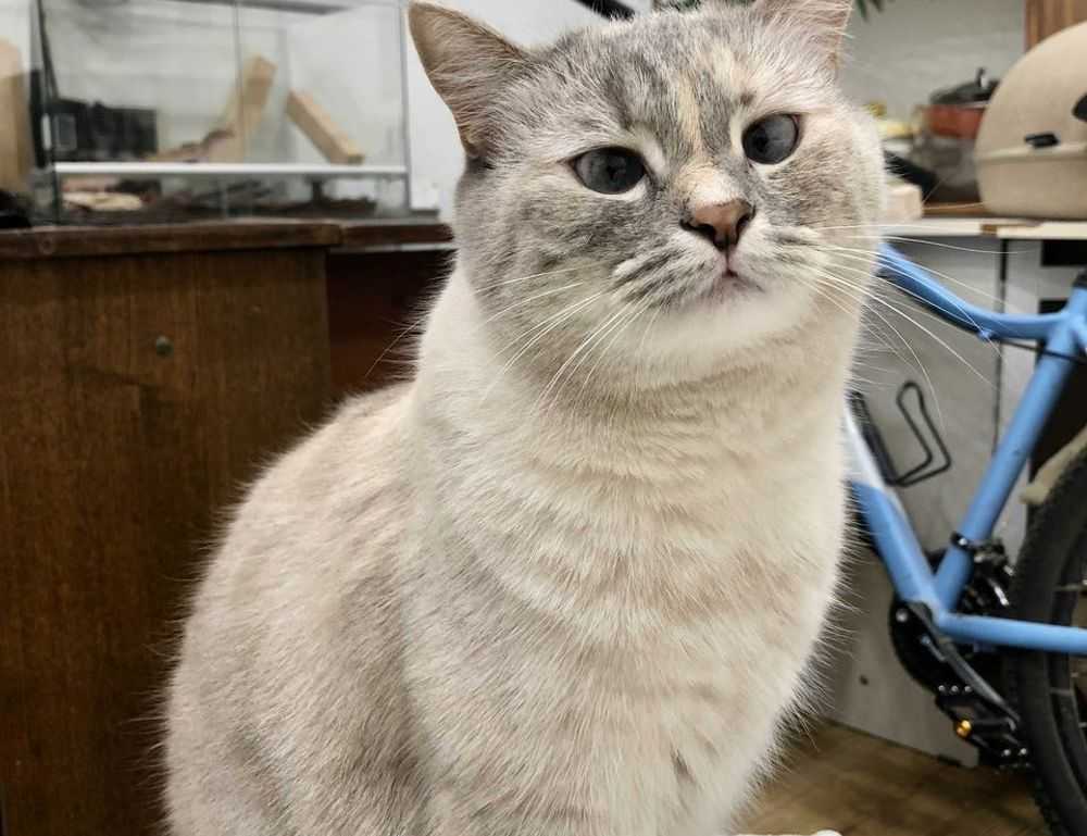 grandiamod1.2 download