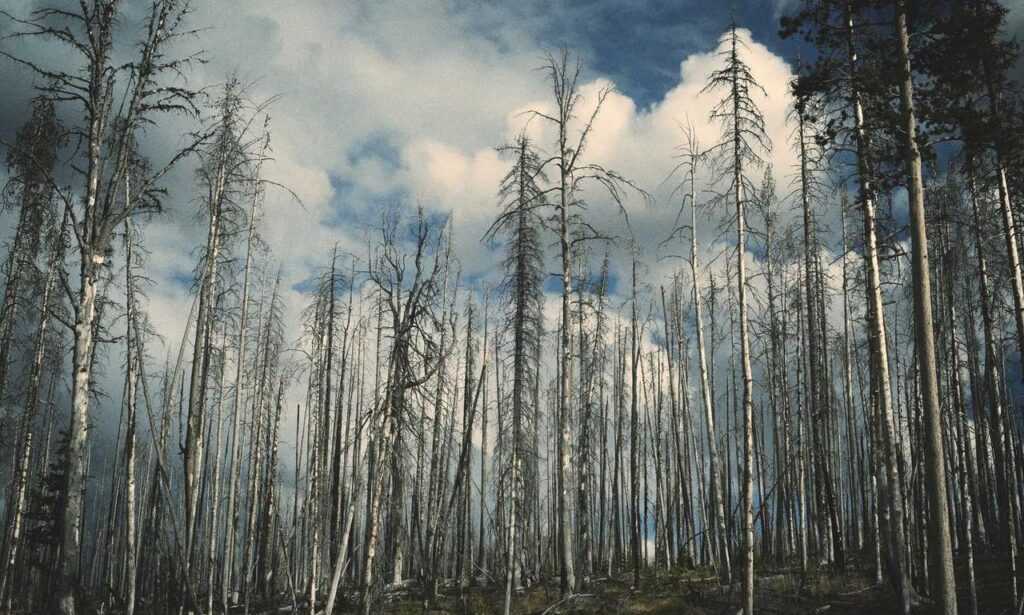 how tazopha investment group work