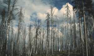 how tazopha investment group work