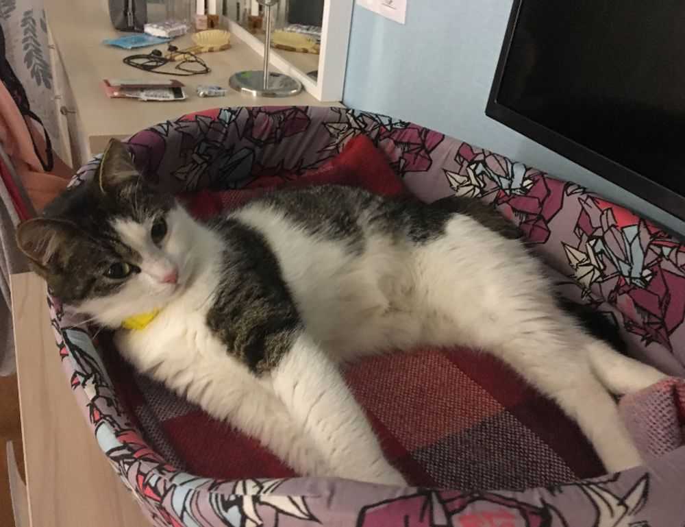 lag on game playonit55