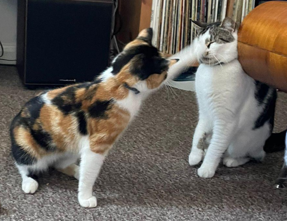 1616 significado llamas gemelas