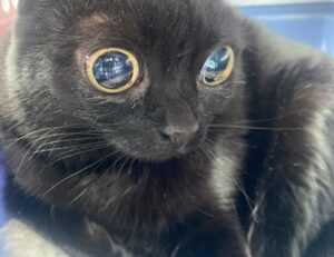 80 dlls a pesos mexicanos