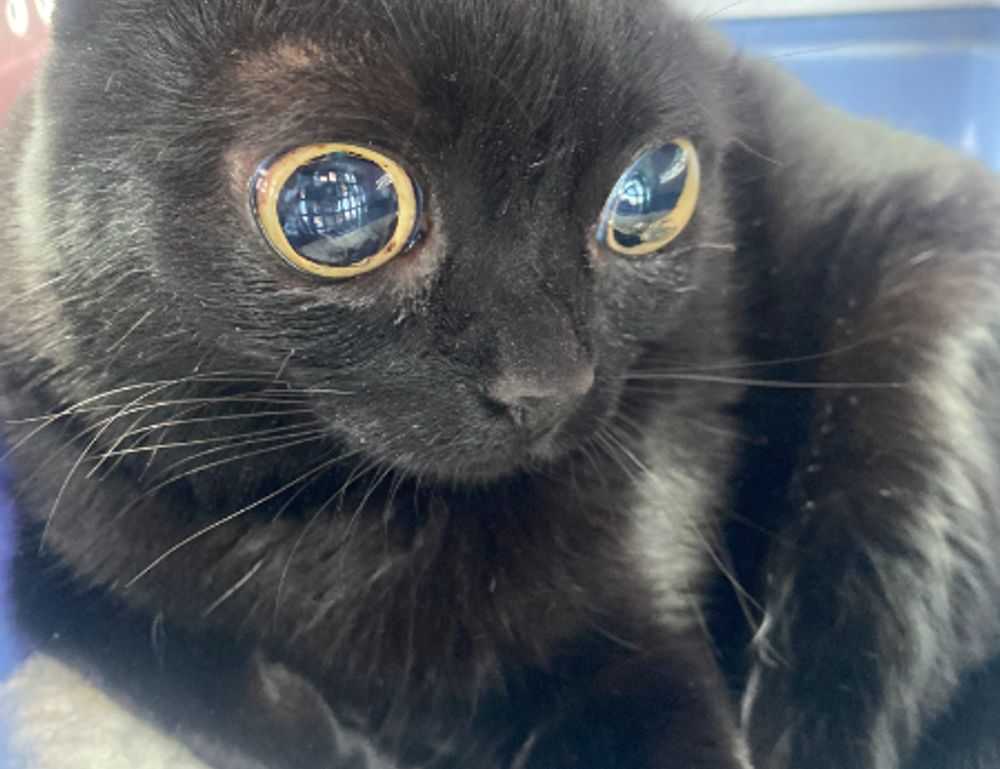 80 dlls a pesos mexicanos