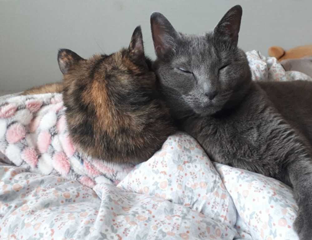 argentina bayern players