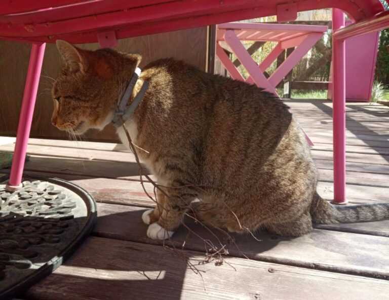 cast of do you love me, captain?