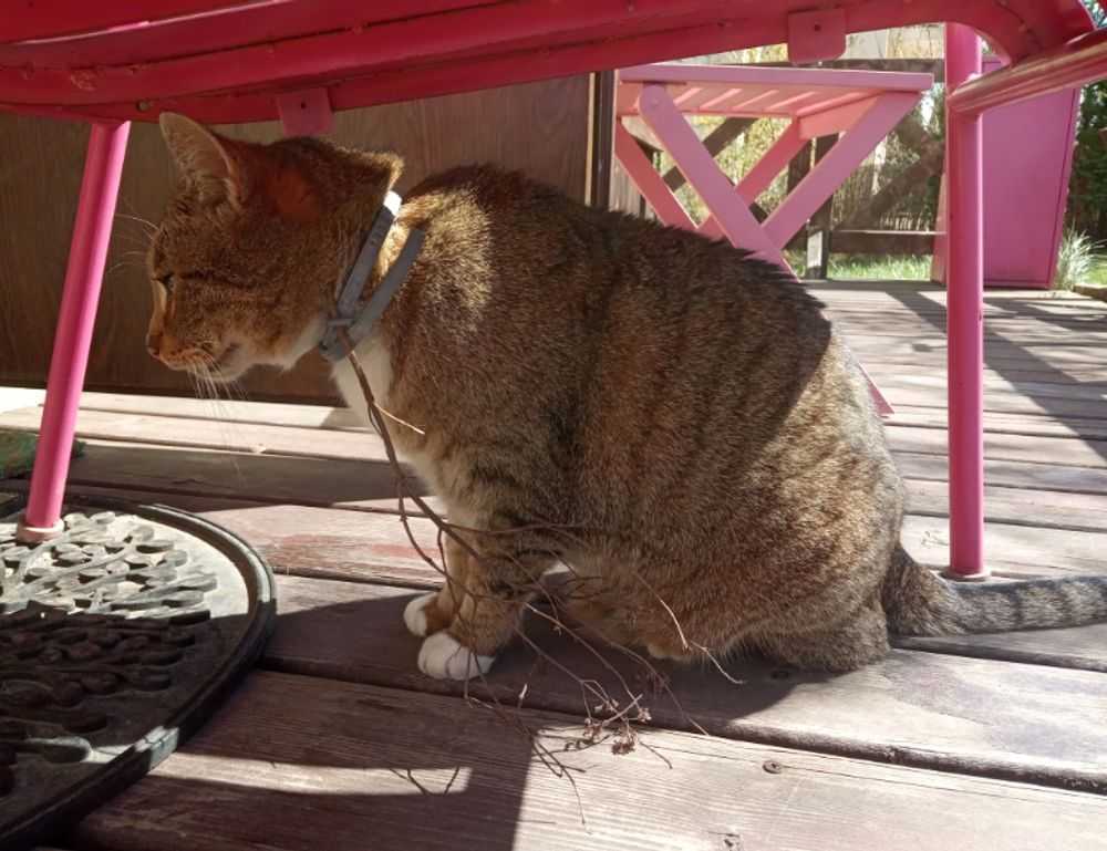 cast of do you love me, captain?