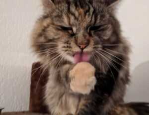 kleurplaat skibidi toilet