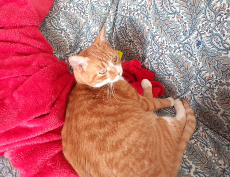 mujer firmas elegantes