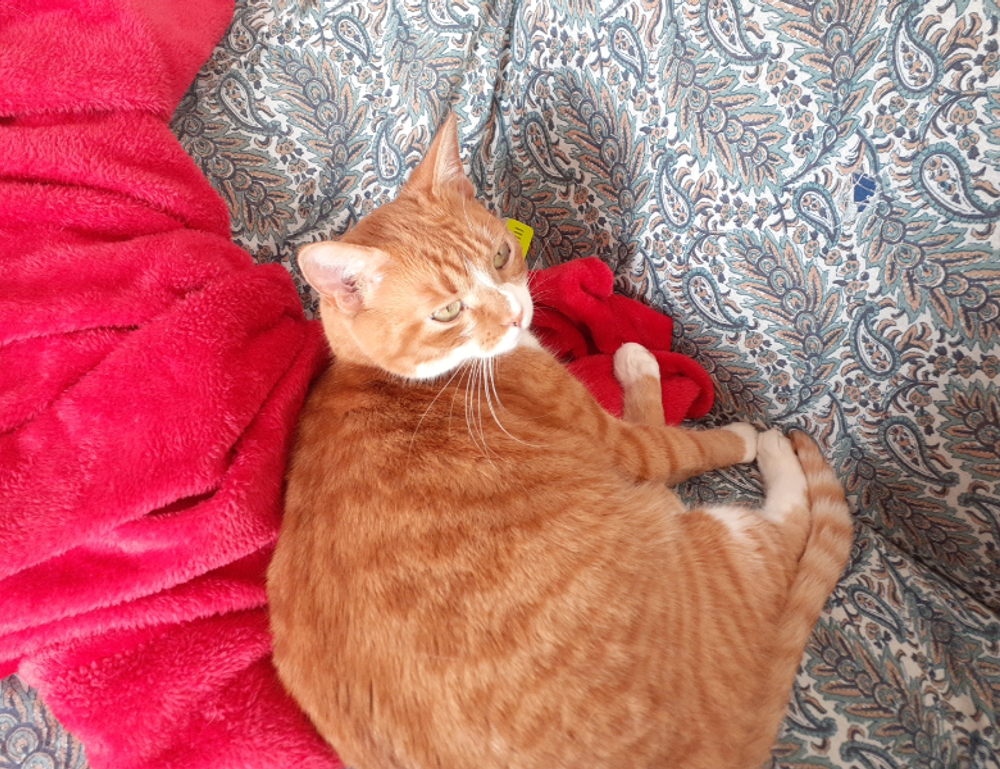 mujer firmas elegantes