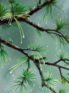 photo dance apk premium